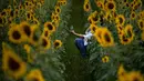 Seorang wanita berswafoto dengan bunga matahari di ladang bunga Nokesville, Virginia pada Kamis (22/8/2019). Disana, bunga matahari dengan kembang berwarna kuningnya nan cantik terhampar di ladang luas. (Photo by Brendan Smialowski / AFP)