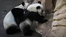 Anak panda, Yuan Meng (kanan) bermain dengan induknya, Huan Huan di kandang mereka di Zoo de Beauval. Prancis pada 26 Agustus 2019. Ibu Yuan Meng dan bapaknya, Yuan Zi, merupakan pinjaman dari China yang bertujuan menekankan hubungan yang baik dengan Prancis. (GUILLAUME SOUVANT / AFP)