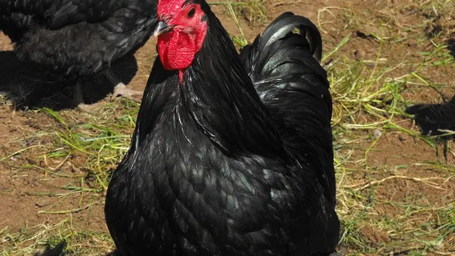 Jenis ayam yang sebaiknya dihindari pemula yang ingin beternak dengan sistem cage feee.