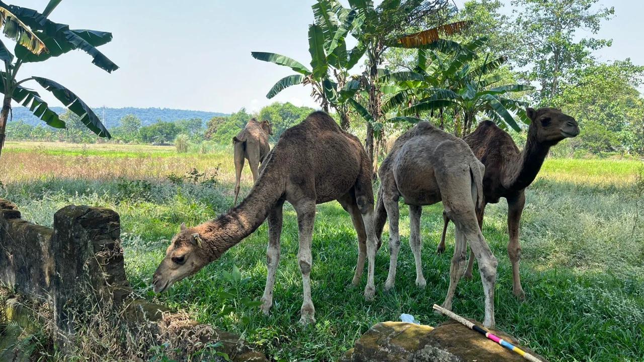 Melihat Budidaya Unta Pertama Di Mojokerto Jawa Timur, Harga per-Ekornya Fantastis