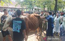 DP3 Sleman Optimistis Pasokan Hewan Kurban Terpenuhi Jelang Idul Adha 2026