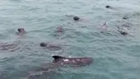 Sekelompok Paus Pilot Terjebak di Laut Dangkal Rote Ndao NTT