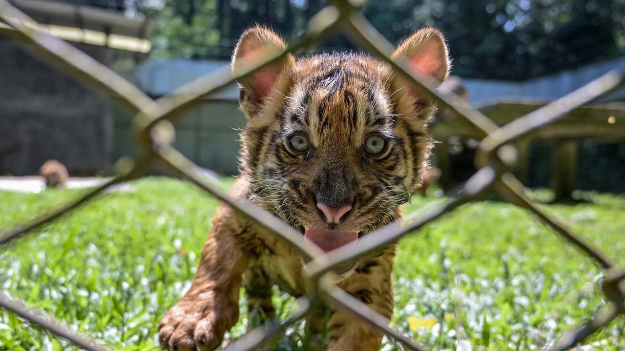 FOTO: Tingkah Menggemaskan Empat Anak Harimau Sumatra di Taman Safari Prigen