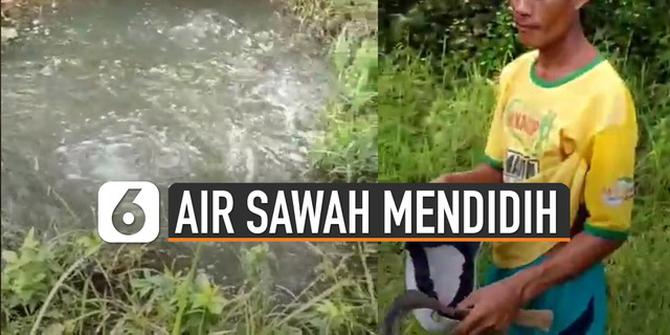 VIDEO: Unik, Ada Air Sawah Mendidih