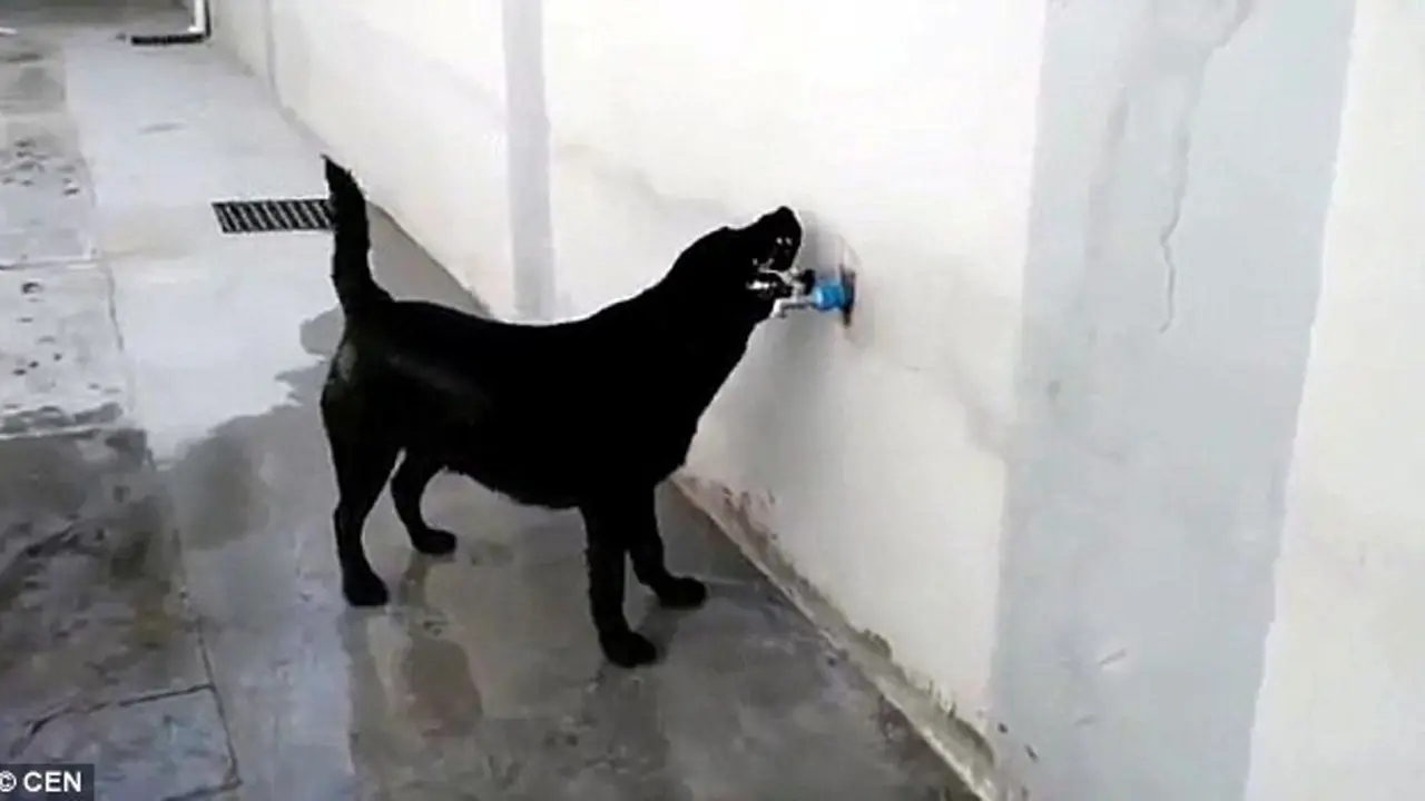 Kepanasan, Anjing Ini Buka Keran Lalu Mandi Sendiri