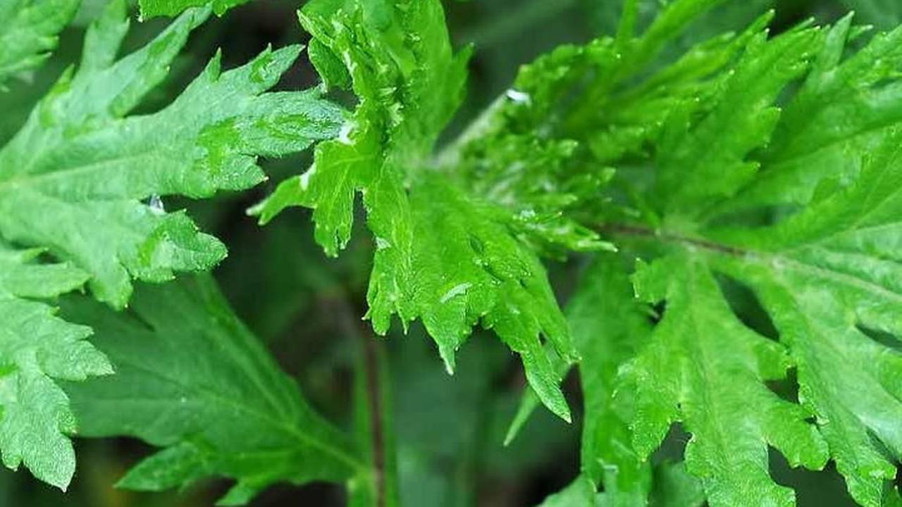 3. Mugwort: Rasa Pahit yang Menyehatkan