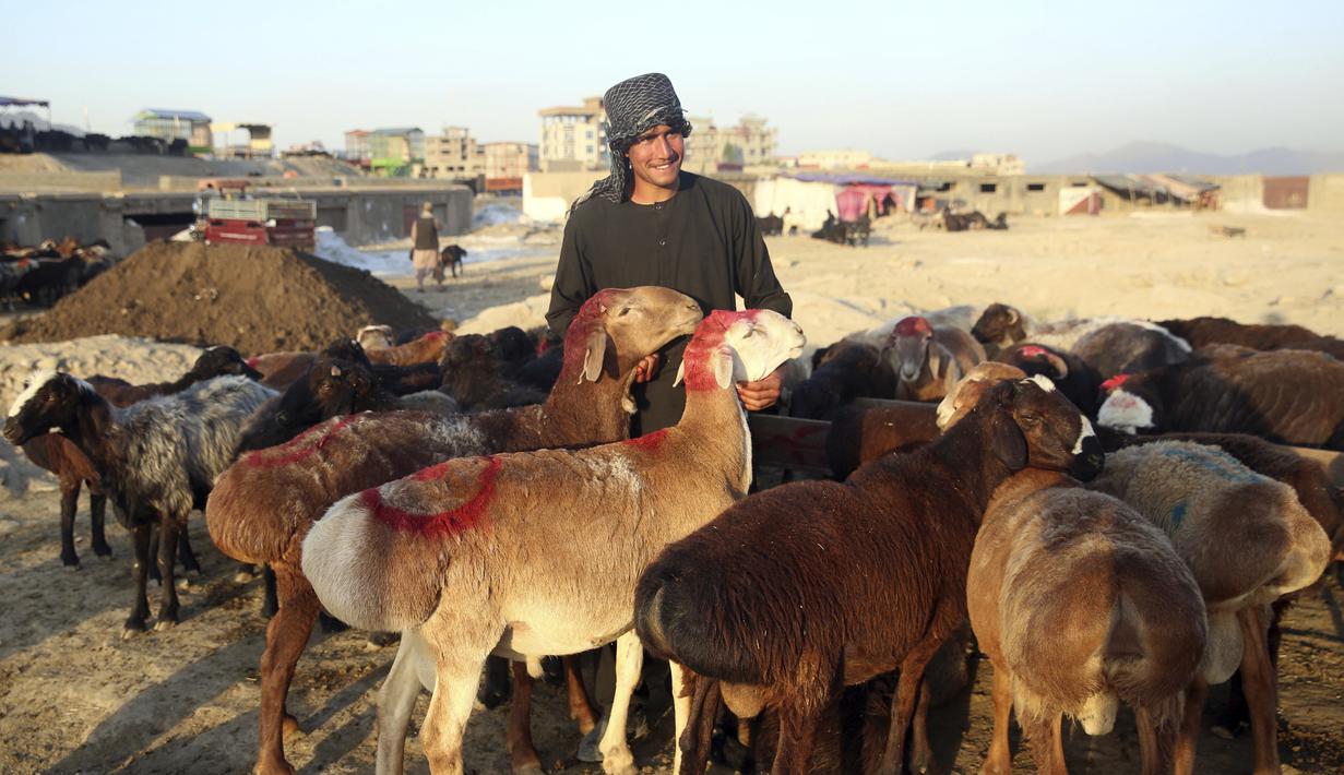 Pedagang berdiri dekat hewan ternak yang dijual jelang Hari Raya Idul Adha di Kabul, Afghanistan, Senin (27/7/2020). Idul Adha memperingati kisah Nabi Ibrahim atas kesediaan untuk mengorbankan putranya sebagai kepatuhan kepada Tuhan. (AP Photo/Rahmat Gul)