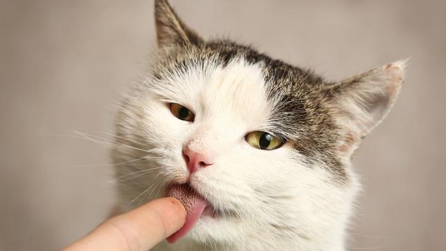 Kucing Sering Mengeluarkan Air Liur Kapan Harus Khawatir Citizen6 Liputan6 Com