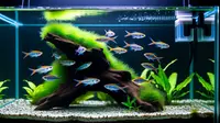 Cara Menjernihkan Air Aquarium Tanpa Kuras yang Ampuh dan Aman untuk Ikan