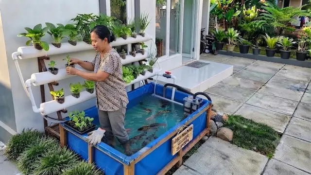 Tanam Sayuran di Media Aquaponik