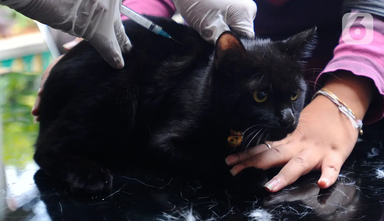 Dokter  hewan menyuntikkan vaksin Neo Rabivet  pada seekor kucing saat program Vasinasi Rabies Gratis bagi Hewan Penular Rabies (HPR) di Kantor kelurahan Jati Padang, Jakarta Selatan, Rabu (31/8/20222).  Program vaksinasi gratis  yang diadakan oleh Suku Dinas Ketahanan Pangan Kelautan dan Pertanian Kota Jakarta Selatan ini bertujuan mencegah penyebaran rabies sekaligus memberikan perlindungan kepada manusia dari dampak gigitan. (merdeka.com/Arie Basuki)