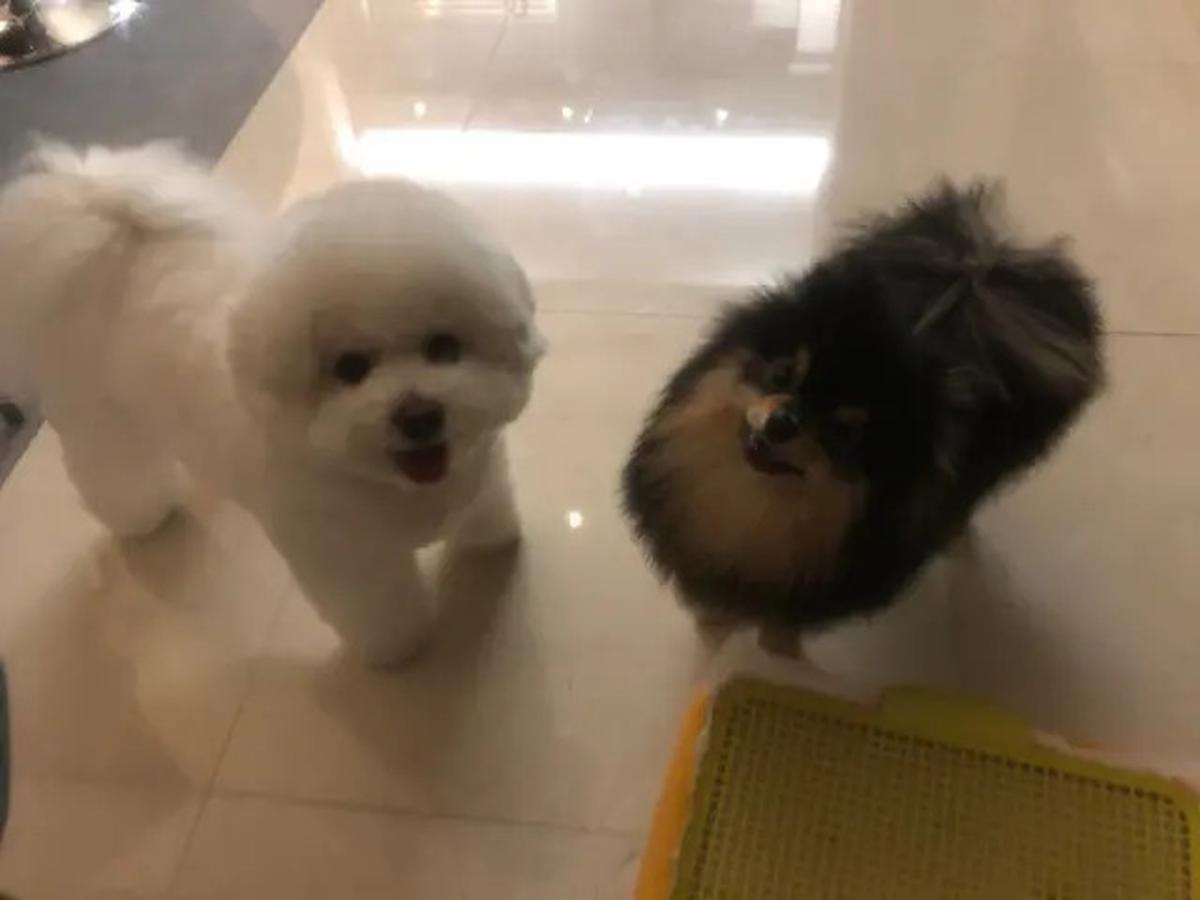 6 Potret Kenangan Yeontan dengan V BTS, Saat Diadopsi hingga Tampil dalam Teaser Lagu di Pengujung Usianya