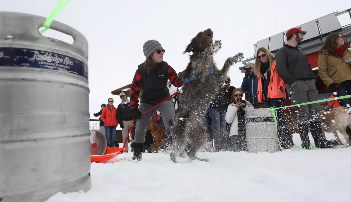 Seekor anjing bersiap menarik tong bir saat mengikuti perlombaan Monster Dog Pull di Red Lodge Ales, Montana (25/2). Perlombaan anjing ini menjadi daya tarik bagi wisatawan di kawasan tersebut. (Jim Urquhart / Getty Images / AFP)