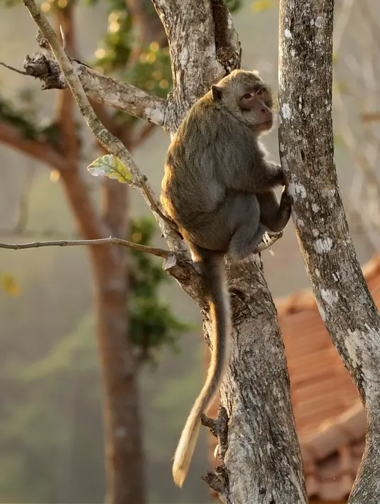 Gondopurowangi (Bambang E Ros/Fimela.com)