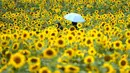 Pengunjung memakai masker sebagai pencegahan virus corona, memegang payung untuk menghindari panas saat berjalan melewati ladang bunga matahari di Paju, Korea Selatan, Kamis (1/7/2021).  (AP Photo/Lee Jin-man)