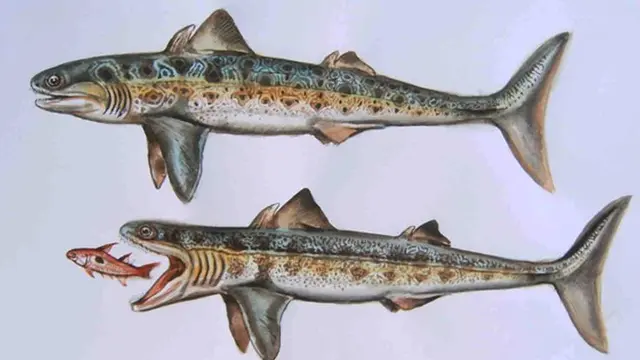 Cladoselache