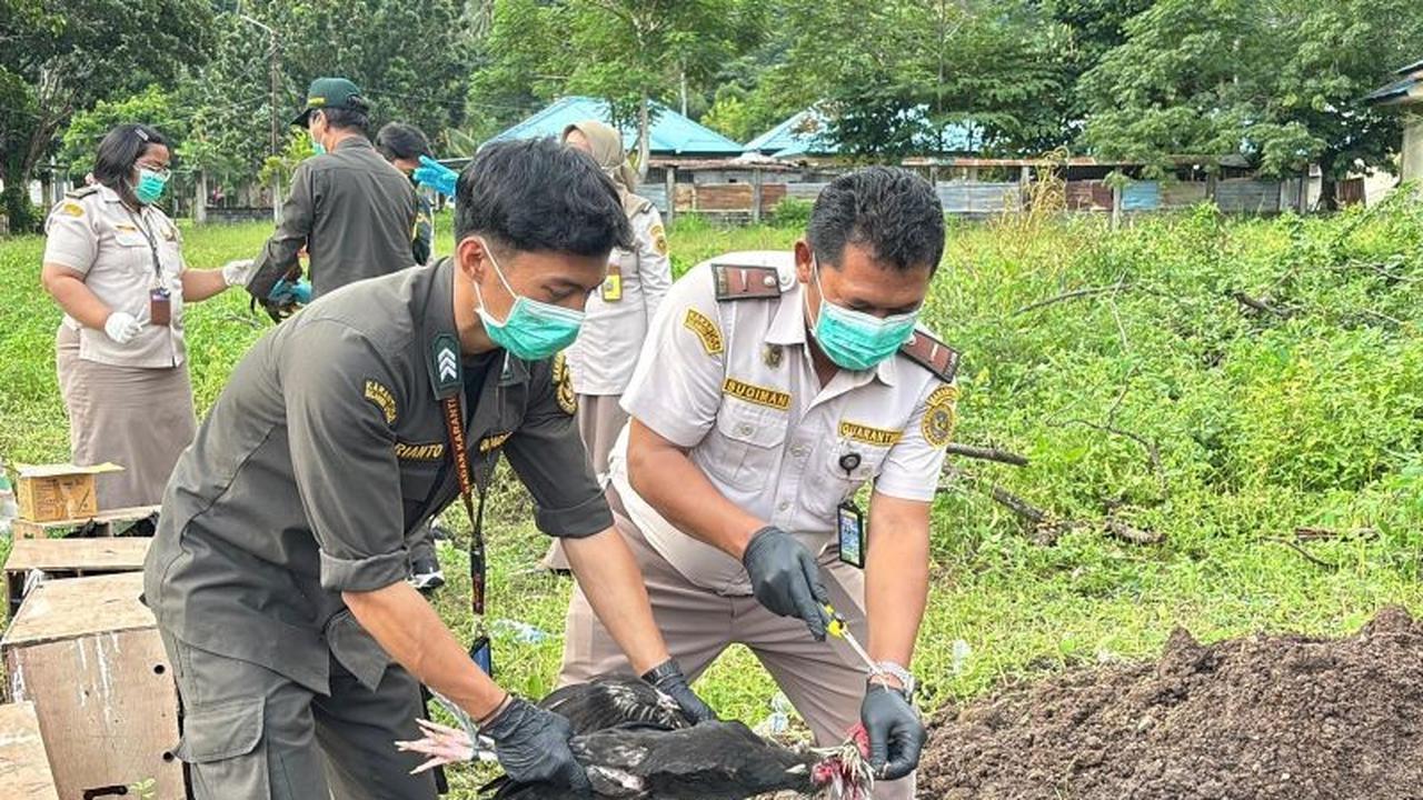 Karantina Sulut dan Ditpolairud Musnahkan Ratusan Ayam Ilegal Filipina, Cegah Flu Burung