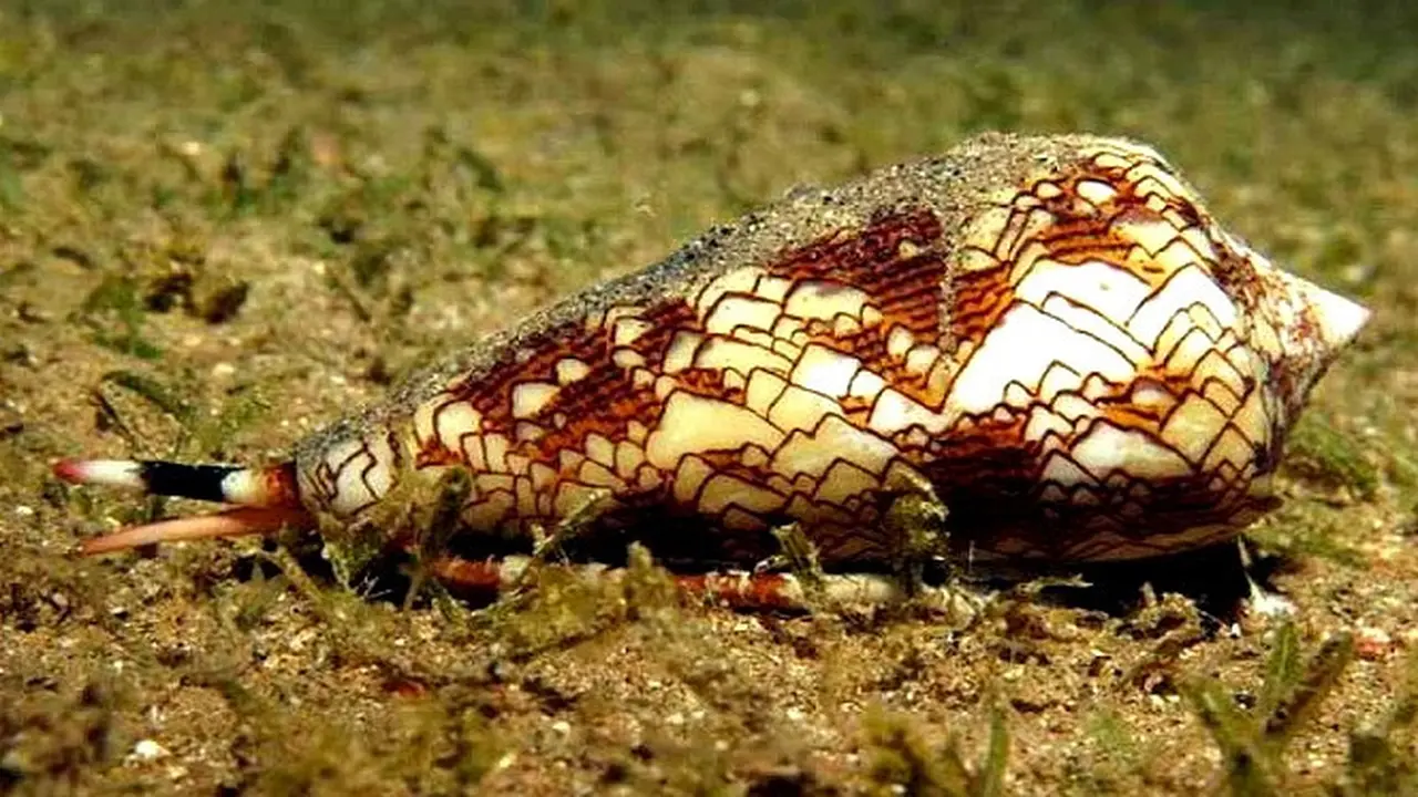 Siput