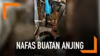 Aksi heroik ditunjukkan seorang pria yang menyelamatkan anjing jalanan. Ia memberikan nafas buatan hingga membuat sang anjing kembali sedia kala.
