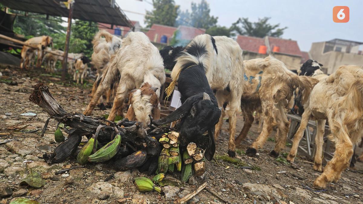 Penggemar Daging Kambing Wajib Tahu, Simak Cara Masak yang Tak Picu Hipertensi