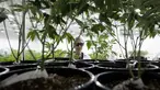 Seorang pekerja saat mengecek tanaman ganja medis di Tweed INC., Smith Falls, Ontario, Kanada (5/12). Tweed INC. merupakan salah satu lokasi budi daya ganja medis terbesar di Kanada. (AFP Photo/Lars Hagberg)