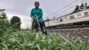 Wiwin (51) melakukan perawatan tanaman sayur di Kebun Kesehatan, RT 004/008, Cipinang Lontar, Jakarta, Senin (8/3/2021). Jenis sayur yang ditanam antara lain kangkung, sawi, pokcai, singkong, kemangi, bayam, dan kelor. (merdeka.com/Iqbal S Nugroho)