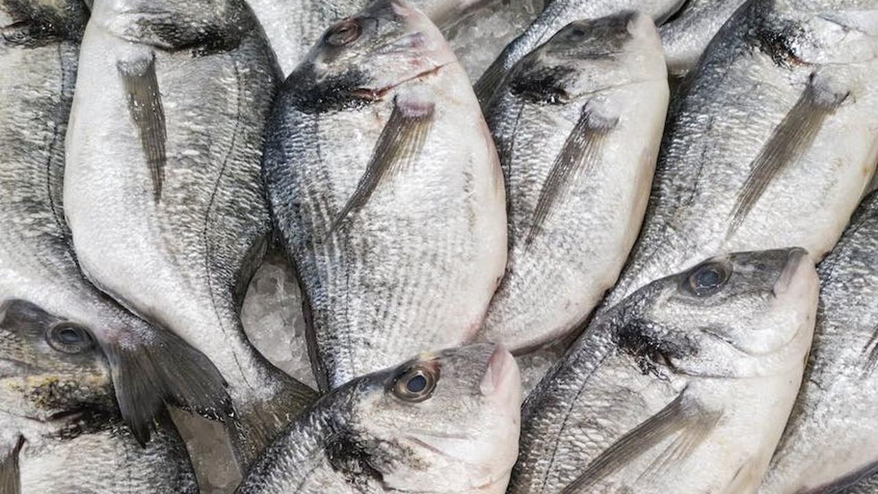 Ikan tuna, udang, bahkan teri nasi  memiliki kandungan yodium yang berfungsi sebagai pembentuk hormon tiroid, yang berfungsi untuk proses perkembangan normal otak dan saraf bayi.