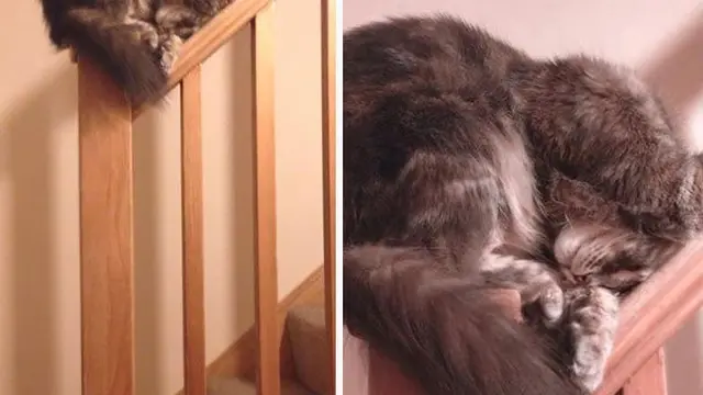 10 Potret Kucing Tidur dengan Pose Nyeleneh di Lokasi Absurd Ini Bikin Geleng Kepala