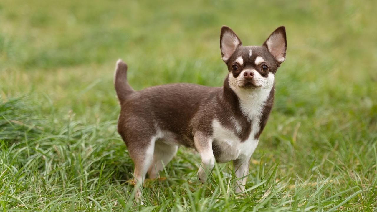 Kisah Comando, Chihuahua Mungil Jadi Anjing Pelacak Garda Nasional Meksiko