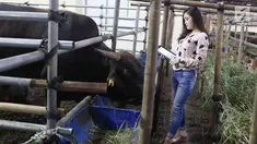 SPG mendata sapi wagyu yang dijual di Mall Hewan Qurban H. Doni, Depok, Jawa Barat, Senin (7/8). Sapi asal Jepang tersebut turut meramaikan penjualan hewan kurban di Depok yang dijual berkisar Rp75 juta hingga Rp200 juta. (Liputan6.com/Immanuel Antonius)