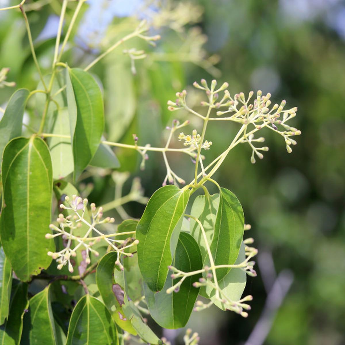 Pohon Kamper
