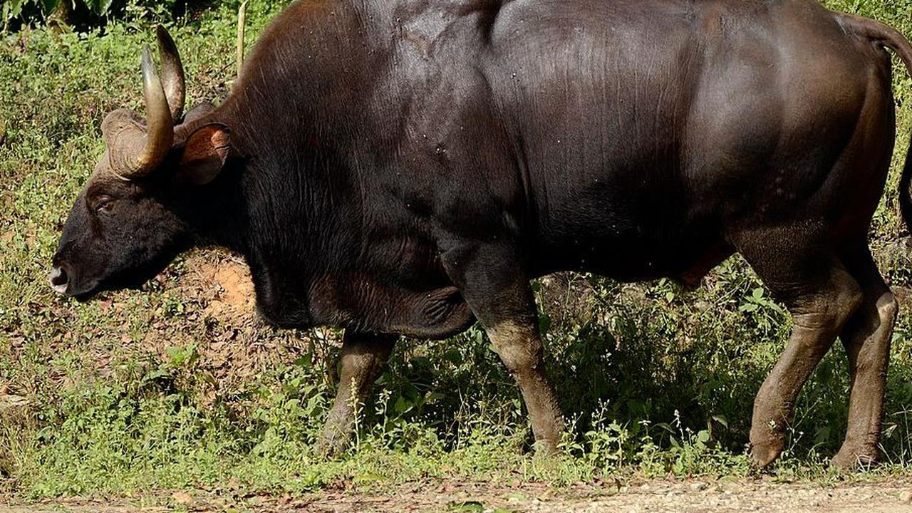 <b>20. Gaur</b>