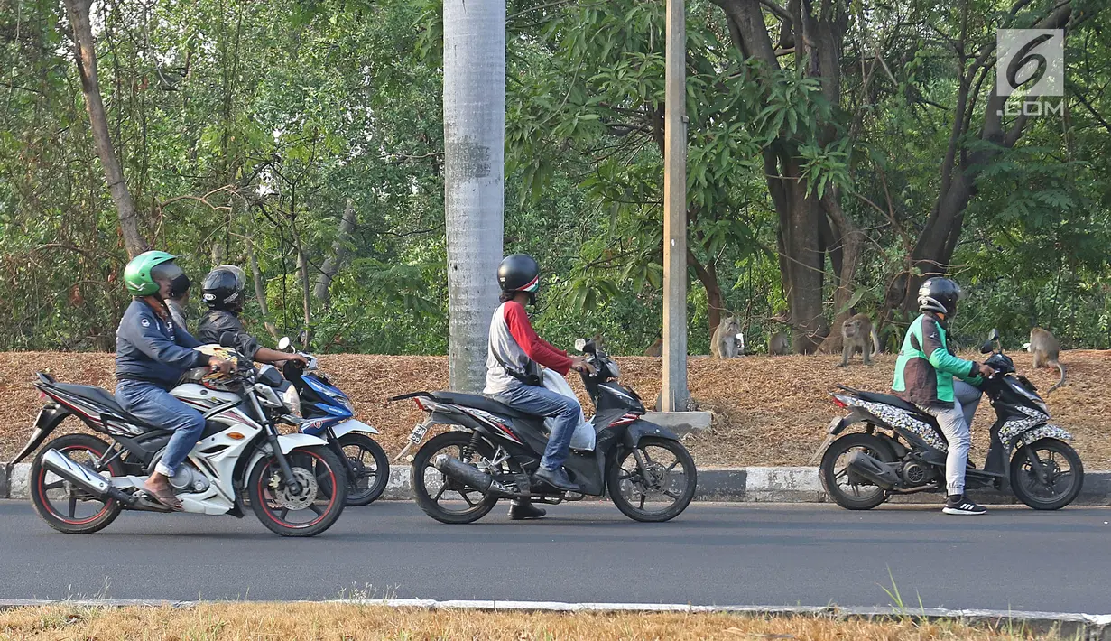 Pengendara motor sedang melihat aktivitas monyet di kawasan Pantai Indah Kapuk (PIK), Jakarta, Selasa (17/9/2019). Kawanan monyet yang berasal dari Suaka Margasatwa Muara Angke tersebut keluar dari habitatnya ke jalan untuk mencari makanan. (Liputan6.com/Herman Zakharia)