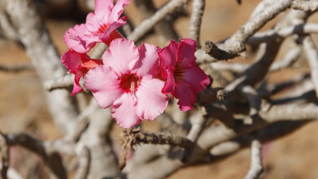 Adenium Swazicum