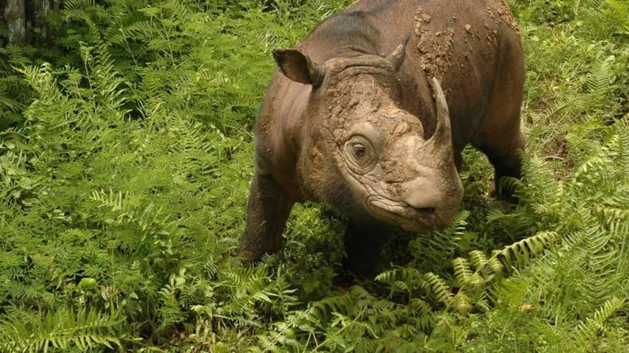 Tam, badak sumatra jantan terakhir di Malaysia, mati dalam penangkaran. (Facebook: WWF Malaysia/Engelbert Dausip)
