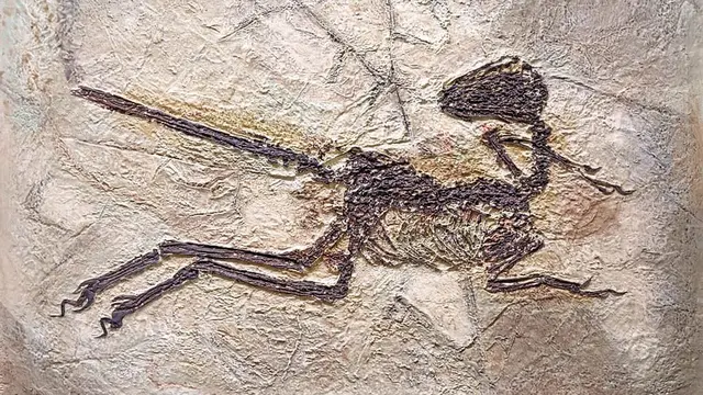 Temuan Mengapa Burung Merupakan Dinosaurus