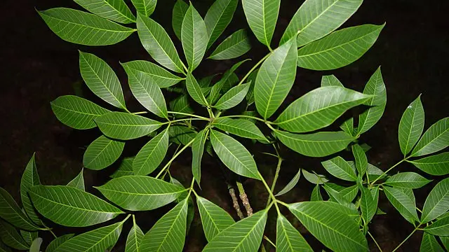 Rubber Tree