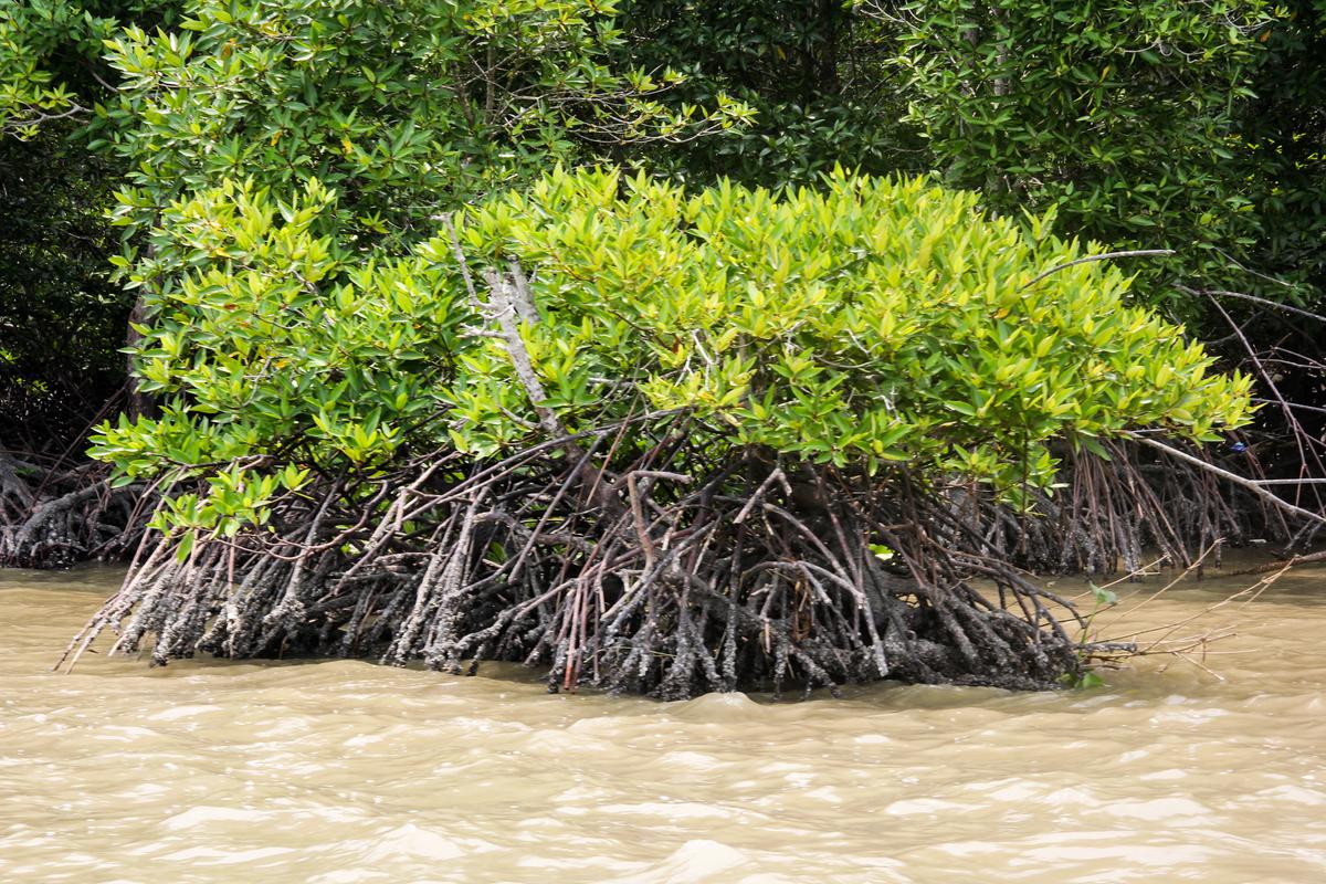 Hutan Mangrove di SM Karang Gading Langkat Timur Laut. (merdekac.com/uga andriansyah).