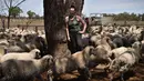 Seorang wanita bernama Emma Billet berpose untuk difoto diantara kumpulan domba di tempat pemotong bulu domba di New South Wales, Australia (21/2). (AFP/Peter Parks)