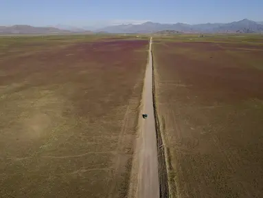 Sebuah mobil melaju di jalan di gurun Atacama yang dipenuhi bunga-bunga bermekaran, dekat Copiapo, Chili, Selasa, 4 Oktober 2022. Fenomena ini biasanya hanya terjadi setiap lima hingga tujuh tahun ketika hujan lebat yang jarang menyebabkan bunga bermekaran. (AP Photo/Matias Basualdo)