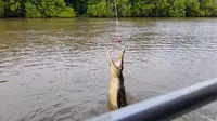 Aksi buaya liar di Adelaide River Darwin, Australia. (Liputan6.com/Muhammad Ali).