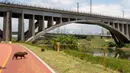 Kapibara melintasi jalur sepeda di tepian Sungai Pinheiros di Sao Paulo, 22 Oktober 2020. Akibat pembuangan limbah domestik dan padat selama bertahun-tahun, pemerintah Sao Paulo kembali mencoba membersihkan Sungai Pinheiros yang dianggap sebagai salah satu paling tercemar di Brasil (AP/Andre Penner)
