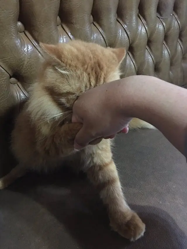 6 Momen Kompak Kucing dan Majikan Saling Minta Maaf Ini Bikin Senyum