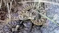 Pernah mengunjungi sarang ular? Seorang pria melakukan kunjungan dan menayangkan isi sarang ular setelah kameranya sempat tercecer di sana.