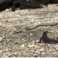 Menarik! Dikepung Puluhan Ular, Kadal Berhasil Meloloskan Diri 