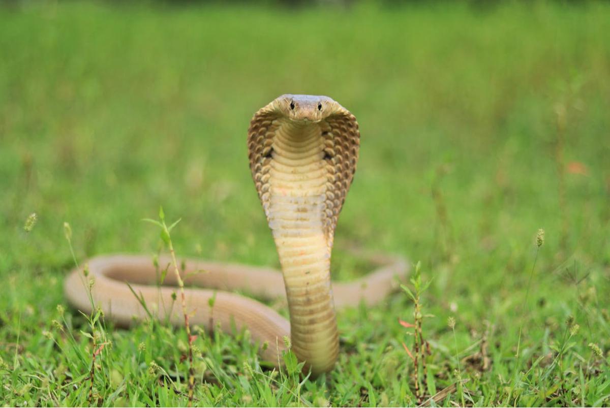 Ular King Cobra