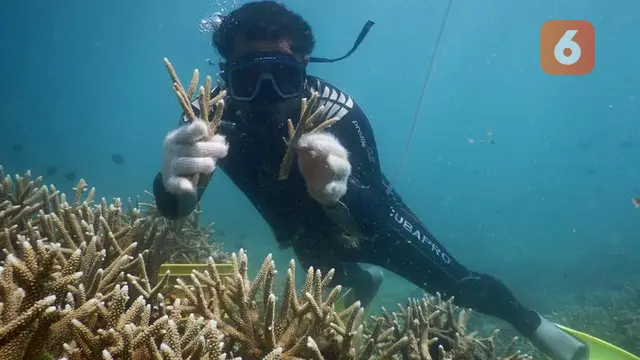 Bobi dan aktivitas transplantasi karang