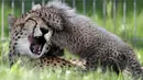Seekor bayi cheetah berinteraksi dengan induknya, Savannah, di Kebun Binatang Praha, Republik Ceko, Kamis (3/8). Para ilmuwan pun menyatakan bayi-bayi itu akan menyelamatkan kelangsungan spesies yang terancam punah. (AP/Petr David Josek)