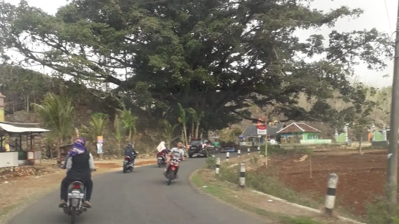 Pohon di Gunung Kidul