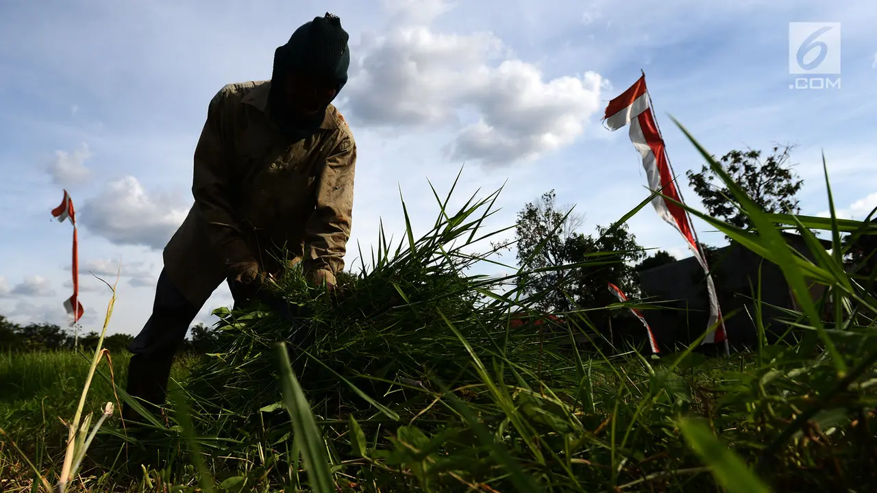 Mencari Rumput Pakan Ternak di Ibu Kota